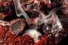 Drakenbloed poeder van de dracaena cinnabari drakenbloedboom is in poedervorm verkrijgbaar. | kijk op www.drakenbloedboom.com