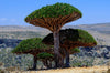Groepje dracaena cinnabari drakenbloedbomen op het eiland socotra | zaden verkrijgbaar via www.drakenbloedboom.com
