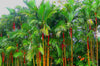 Een prachtige verzameling van Cyrtostachys Renda palmen |  zaden zijn verkrijgbaar via www.drakenbloedboom.com