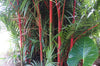 De mooie rood gekleurde stammen van de Lipstick palm.  zaden zijn verkrijgbaar via www.drakenbloedboom.com