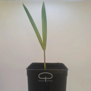 Dypsis Decaryi palm kiemling - (DriehoeksPalm)