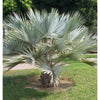 Brahea Armata zaden (Mexicaanse blauwe palm)
