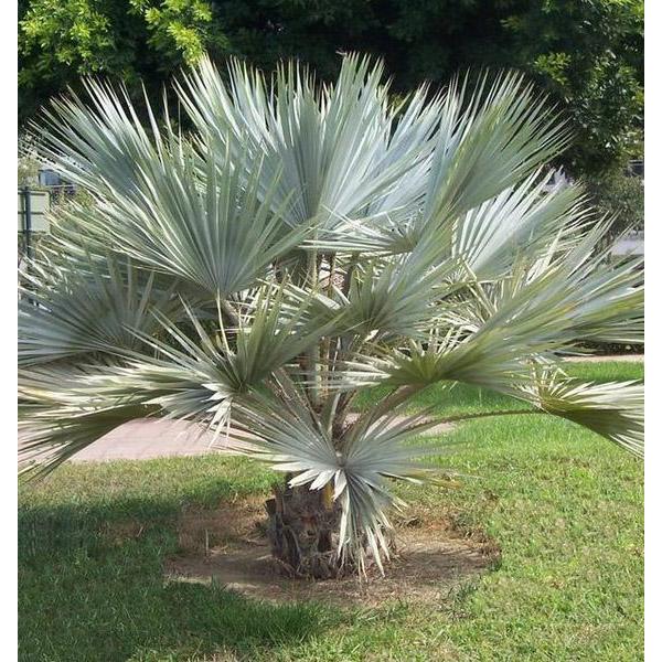 palma azul planta Brahea Armata | semillas de palma frescas | especies de palmeras resistentes al invierno