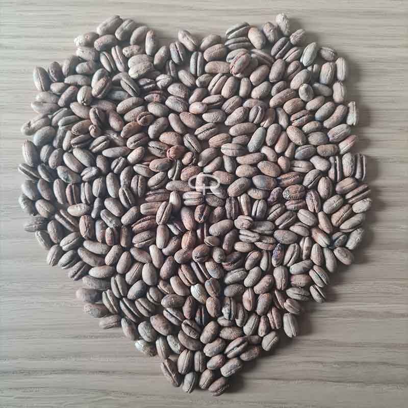 Phoenix-Reclinata---Senegalese-Palmboom---volwassen-plamboom-2-800-x-800