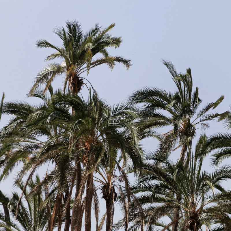 Phoenix Reclinata palmzaden (Senegalese Dadelpalm)