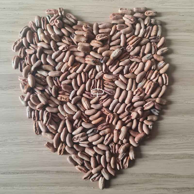 Phoenix Roebelinii - Dwergdadelpalm - twee palmbomen 800 x 800