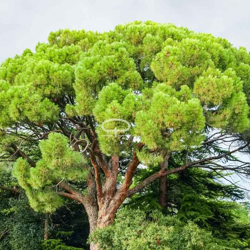 Pinus Pinea zaden (Pijnboom - Pino Piñonero - Parasolden) - grote pijnboom