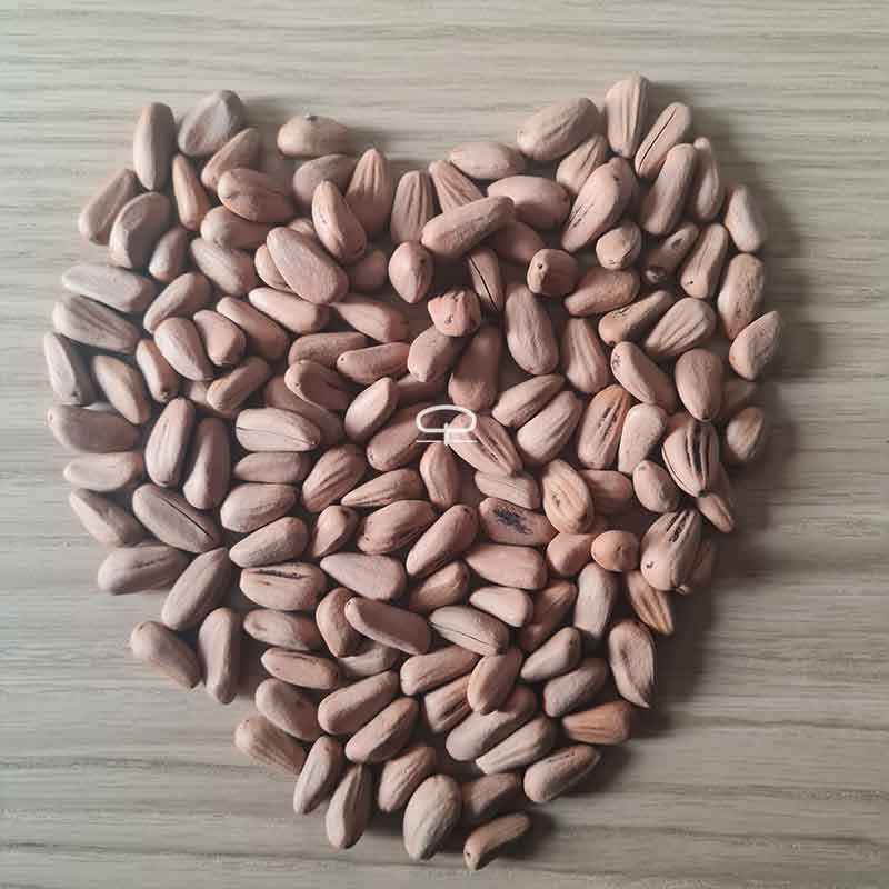 Pinus Pinea zaden (Pijnboom - Pino Piñonero - Parasolden) - grote pijnboom