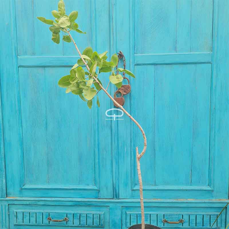 Pistache plant ca 90 cm vrouwtje (Pistacea Vera - Kerman)