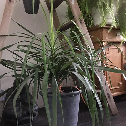 HIJ DOET ‘T FANTASTISCH :-) "Enige tijd geleden de Dracaena Draco gekocht. Snelle levering van deze mooie boom. Hij doet ‘t fantastisch :-) "
