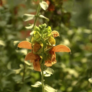 Salvia Africana Lutea zaden - Goud Salie Strand salie (Kirstenbosch Salie)