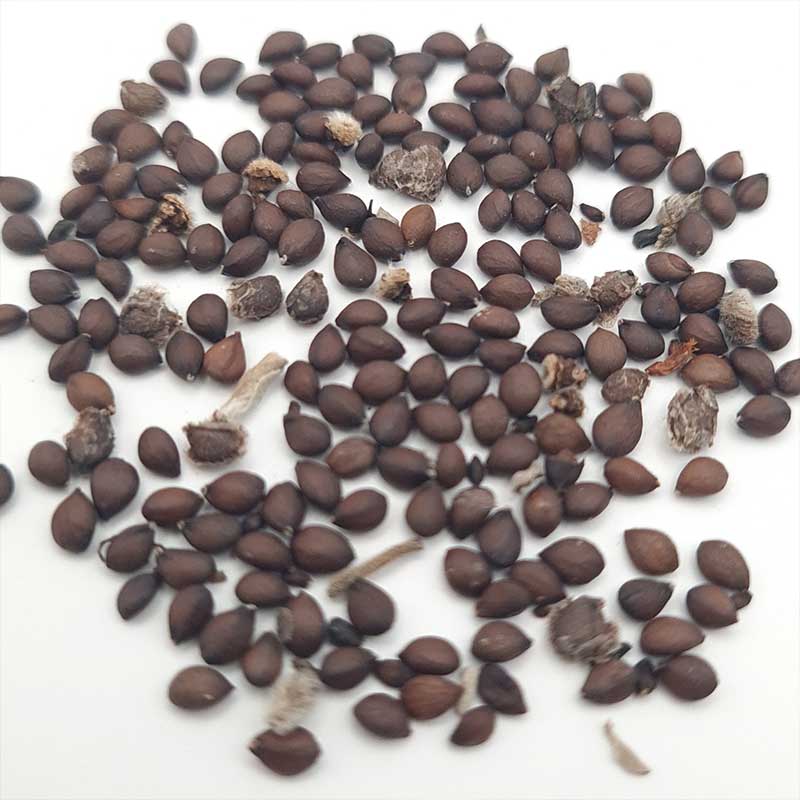 Salvia Africana Lutea zaden - Goud Salie Strand salie (Kirstenbosch Salie)