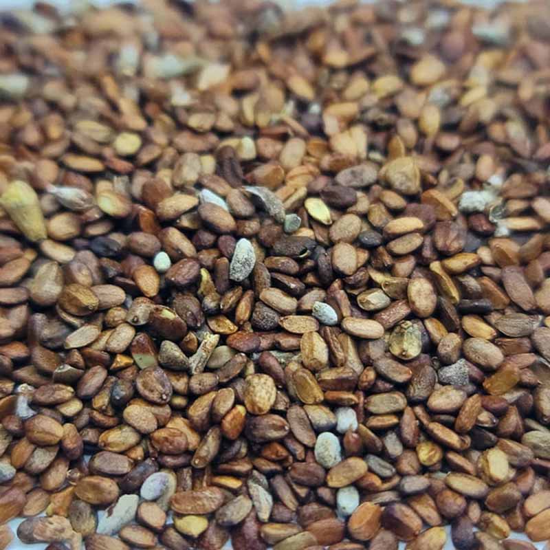 Salvia Apiana plant - witte Salie plant - White sage