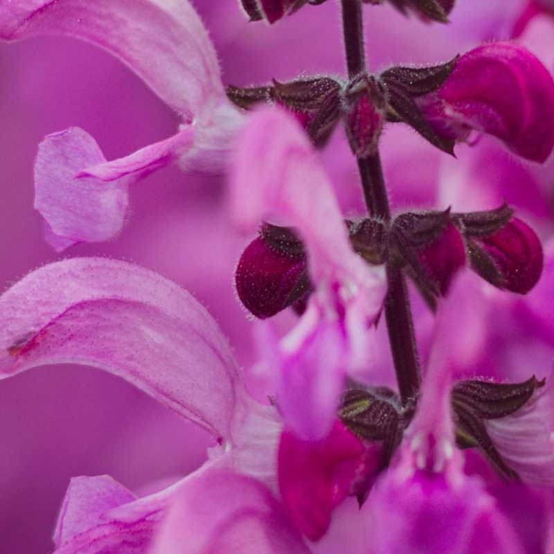 Salvia Canariensis-Samen (Kanarischer Salbei)