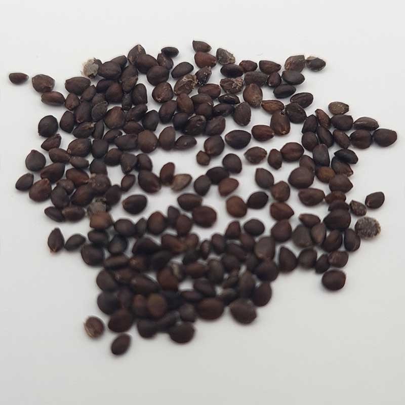 Salvi Canariensis - Canarische Salie zaden