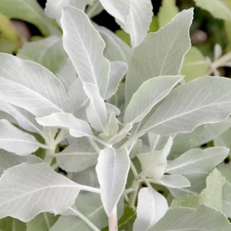 Salvia Apiana plant - witte Salie