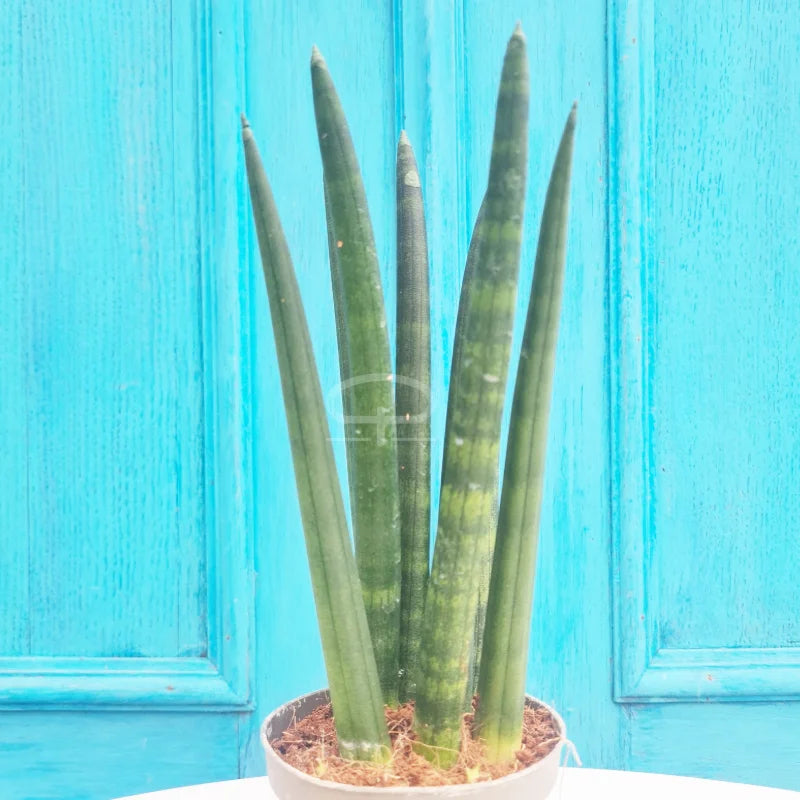 Sansevieria Cylindrica Rocket 22 cm