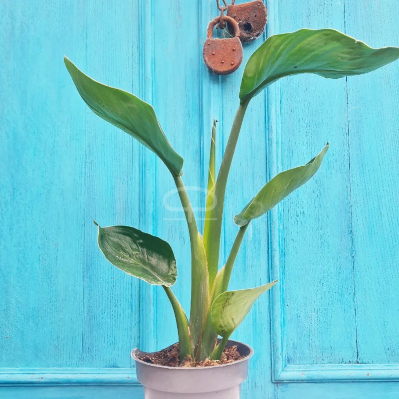 Strelitzia Nicolai 50 cm (White Bird of Paradise)