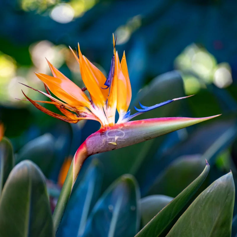 Strelitzia Nicolai bloem - paradijsvogel bloem