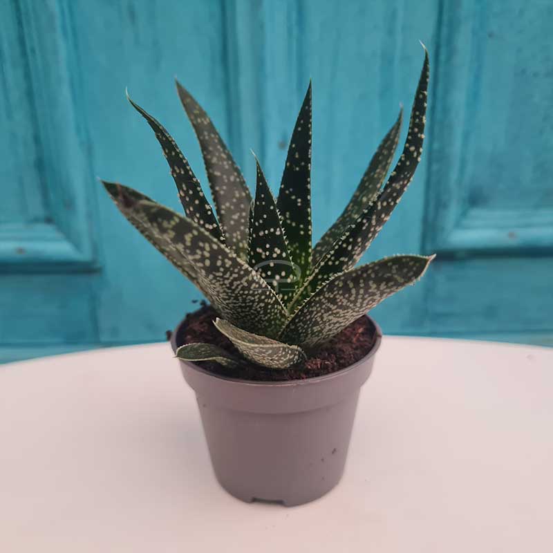 The HC Companies Venus Sukkulenten-Übertopf 20,3 Cm – Flacher Blumentopf Mit Drainage In Vanille-Bisque