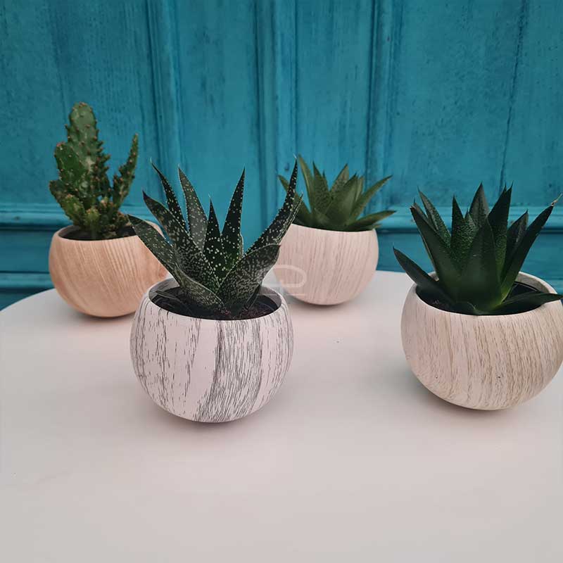 Diverse Succulent plantjes in leuke koelkast Magneet potjes