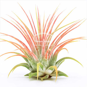 Rood Tillandsia Luchtplantje van ca 8 cm groot