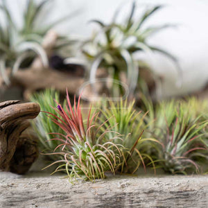 Tillandsia Luchtplantje - rood 6 cm