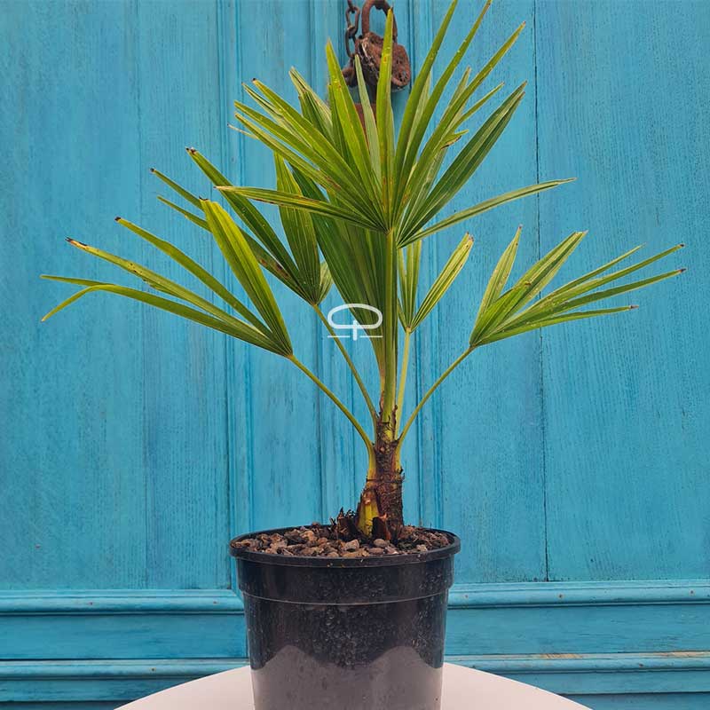 Palmera de abanico Trachycarpus fortunei aprox. 40 cm (palmera abanico china)