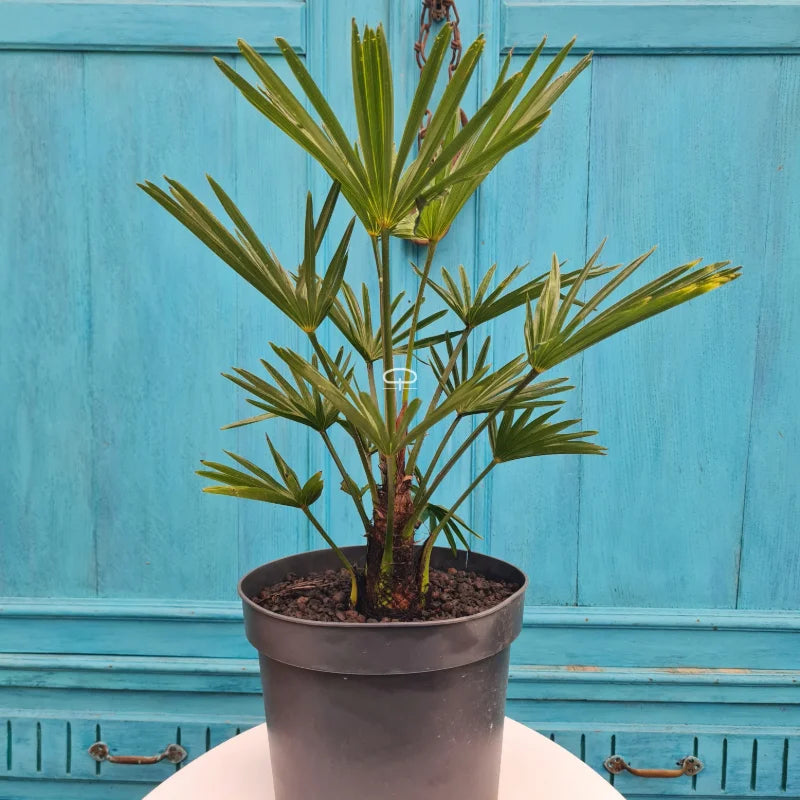Trachycarpus Wagnerianus waaierpalm ca 50 cm (Wagnerpalm)