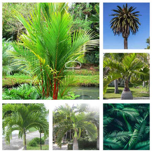 Tropische palm zaden mix | bottle palm | spindel palm | cyrtostatchys renda palm | adonidia merrillii | Canarische dadel palm | lipstick palm | flessenpalm