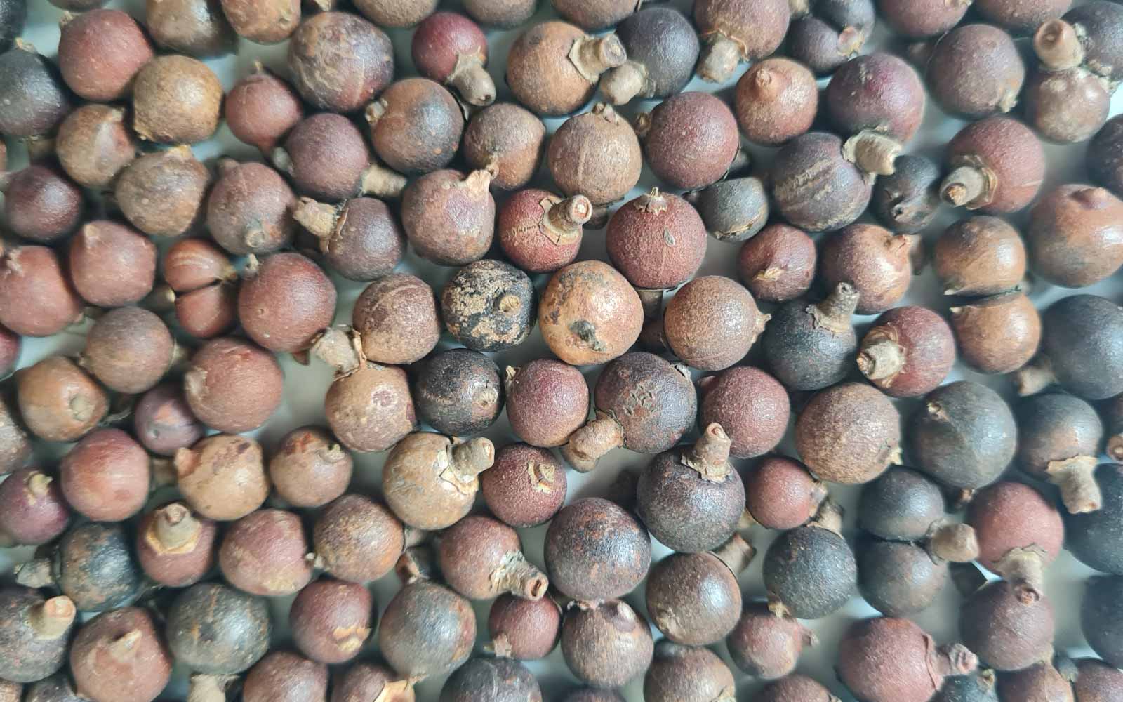 Verse Pritchardia Pacifica palmzaden (Fiji Waaierpalm)