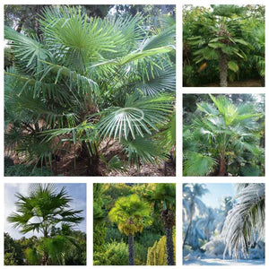 Winterharte Palmensamen-Mischung. Schöne und sehr robuste Trachycarpus-Palmenart