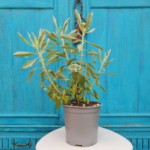 Witte Salie plant (Salvia Apiana - Californische witte Salie) ca 50 cm