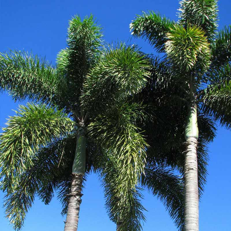 Fresh Wodyettia Bifurcata palm seeds (Foxtail palm)