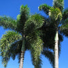 Verse Wodyettia Bifurcata palm zaden (Foxtail vossenstaart palm)