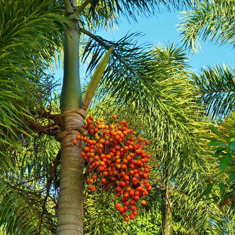 Verse Wodyettia Bifurcata palm zaden en vruchten (Foxtail vossenstaart palm)