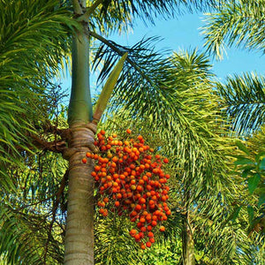 Frische Samen und Früchte der Wodyettia Bifurcata-Palme (Fuchsschwanzpalme)