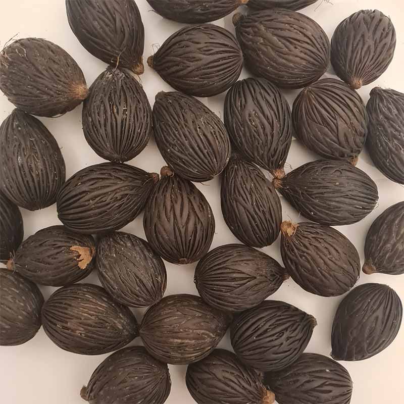 Verse Wodyettia Bifurcata palm zaden (Foxtail vossenstaart palm)