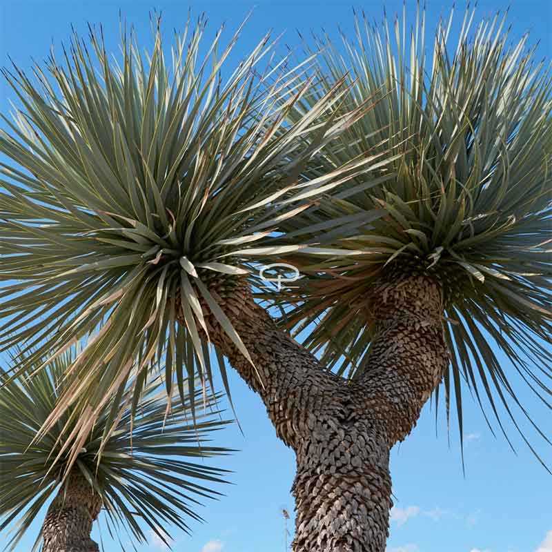 Yucca Rostrata zaden (blauwe palmlelie)