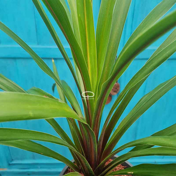Cordyline Indivisa 'Peko' kaufen – Seltene Kohlpalme mit tropischem  Aussehen