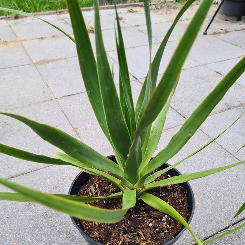 drakenbloedboom - dracaena draco plant van heer Vermeulen