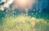 Schitterend veld met zonneschijn. Vlinders fladderen vrolijk rond.