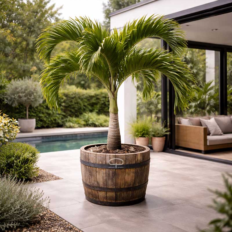 Adonidia Merrillii palm (Veitchia merrillii - Christmas Palm) palm in kuip in Nederlandse tuin