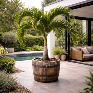 Adonidia Merrillii palm (Veitchia merrillii - Christmas Palm) palm in kuip in Nederlandse tuin