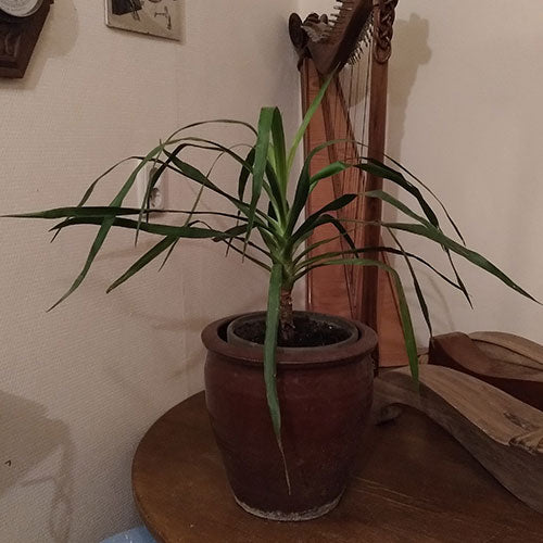HET BOOMPJE DOET HET ERG GOED "Het boompje doet het erg goed en groeit hard. Het is een prachtige plant om in je kamer te hebben. Ik gebruik ook drakenbloed voor het kleuren van hout. Het is een erg mooie kleur. Maar dat maak ik niet van mijn eigen boompj