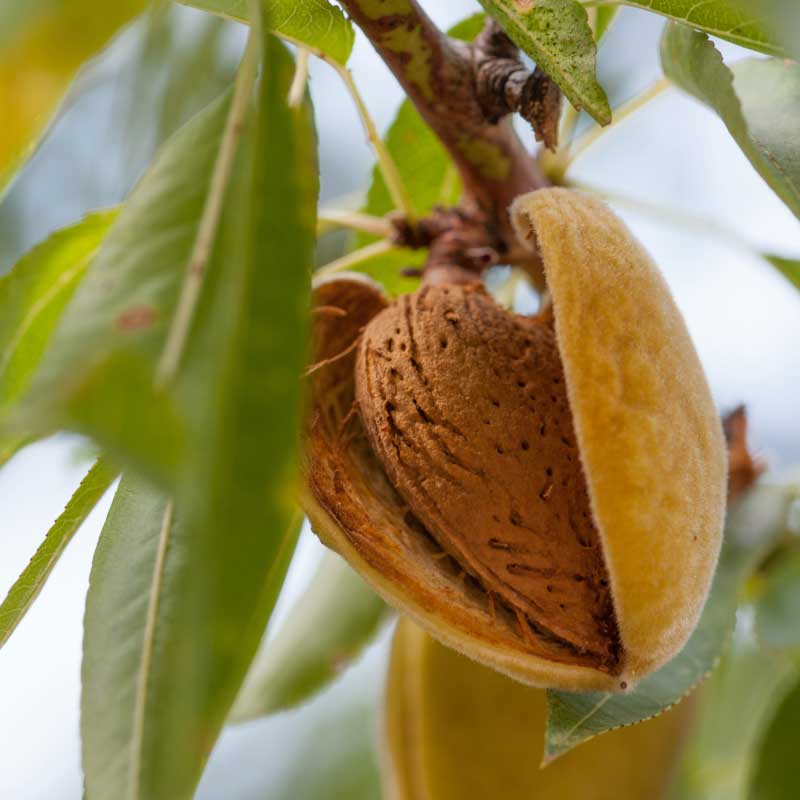 Mandelbaumfrucht - Süßmandel (Prunus Dulcis)