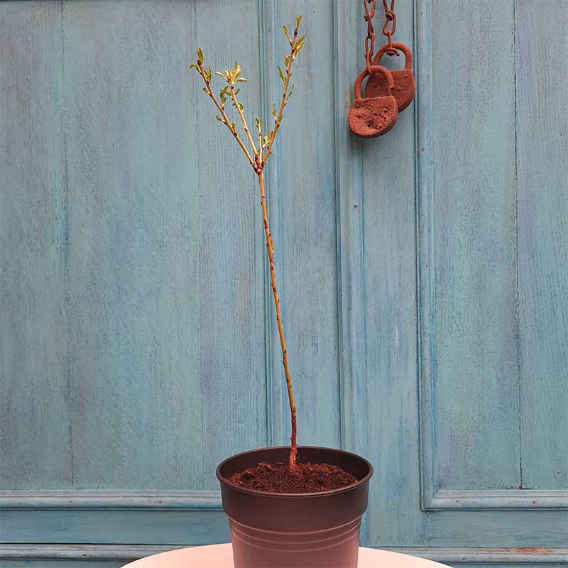 Mandelbaum Sämling 30-40 cm (Prunus Dulcis)