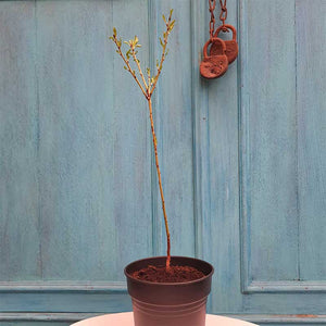 Amandelboom zaailing 30- 40 cm (Prunus Dulcis)