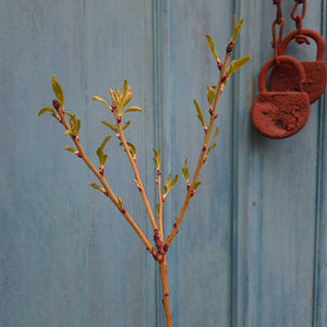 Amandelboom zaailing bladeren 30- 40 cm (Prunus Dulcis)