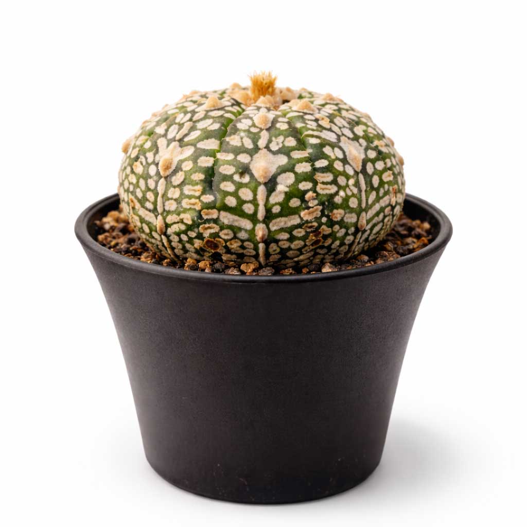 astrophytum super kabuto Astrophytum Asterias Super Kabuto - cactus
